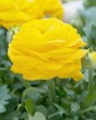 Ranunculus yellow7